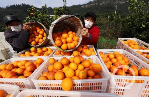 重庆特产战疫① 重庆农特产品集中 触网 ,与企业建立 一对一 保姆式服务